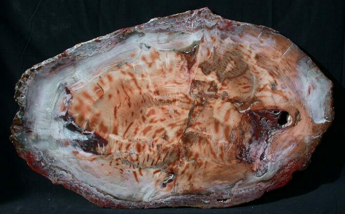 Brilliant Red Petrified Wood Tabletop - x #93250